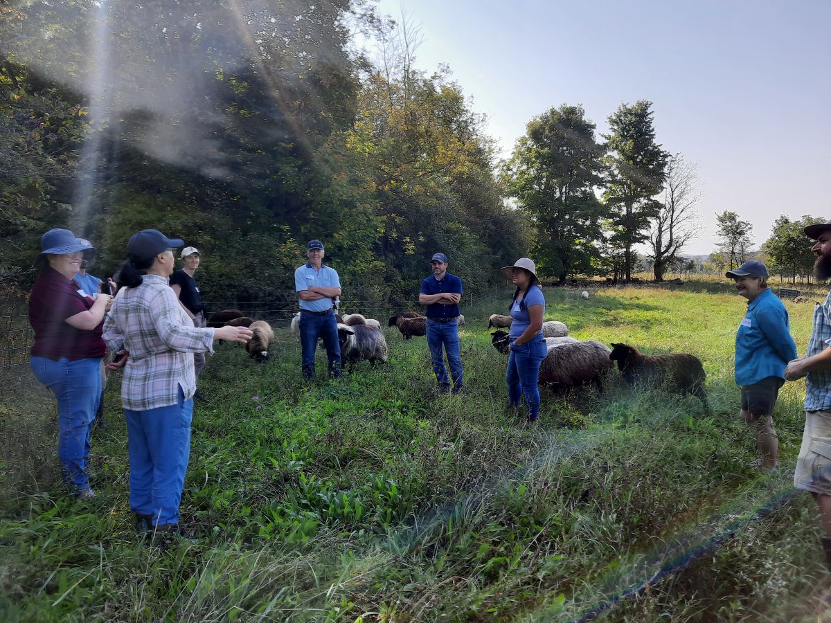 Group of people standing in a field with sheep listening to someone