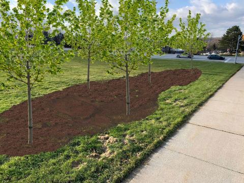 rendering of planted trees on the Admin Building Lawn
