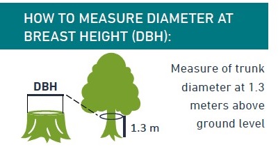 Measure of trunk diameter at 1.3 meters above ground level