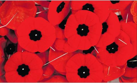 Remembrance day poppiies