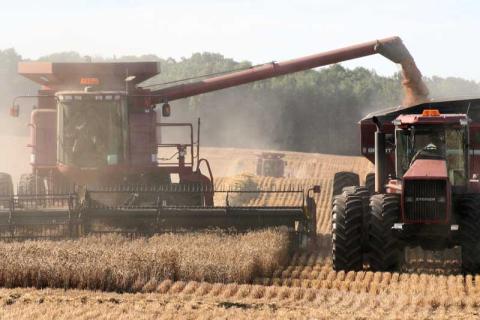 A tractor and combine harvest wheat