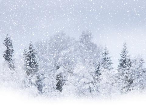 a forest is covered in snow with more falling from the sky