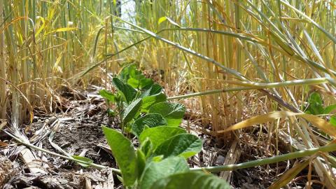 soybeans growing in a row shaded by rye