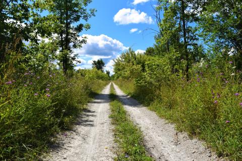 packed gravel path lined by trees