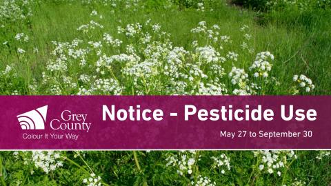 Banner reading Notice of Pesticide use May 27 to September 30 overlaid on a white flowering Wild Chervil plant.