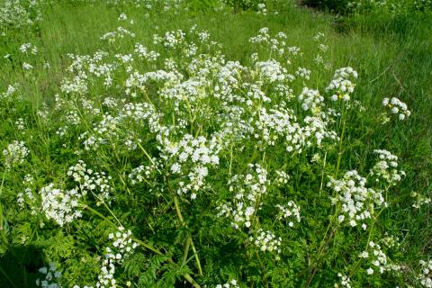 Wild Chervil Plan